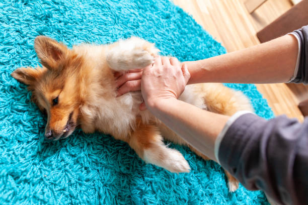 How to Perform CPR on a Dog